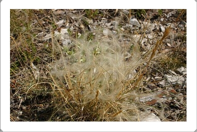 Изображение выглядит как растение, на открытом воздухе, природа, трава

Автоматически созданное описание